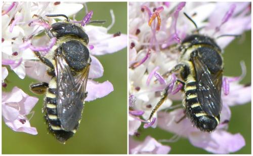 Réf. 259 230 : Megachile sp.
